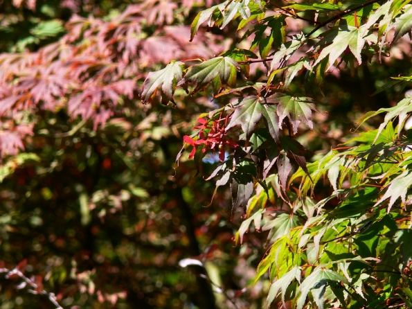 Bois des Moutiers  (56) Summer 2012